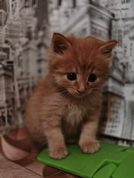 Котенок отдам в добрые руки