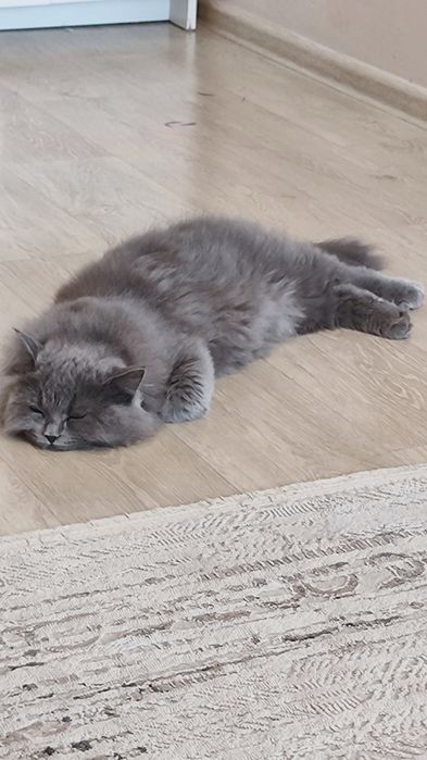 Британский длиношерстный 3 месяцев