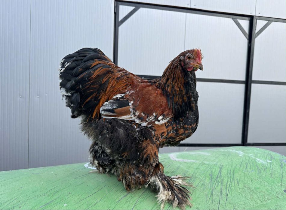 Cocos si gaina cochinghiba portelan