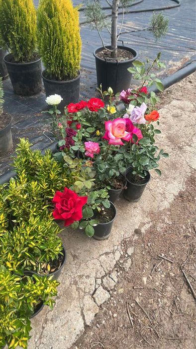 Берберис,лейланди и мн. храсти