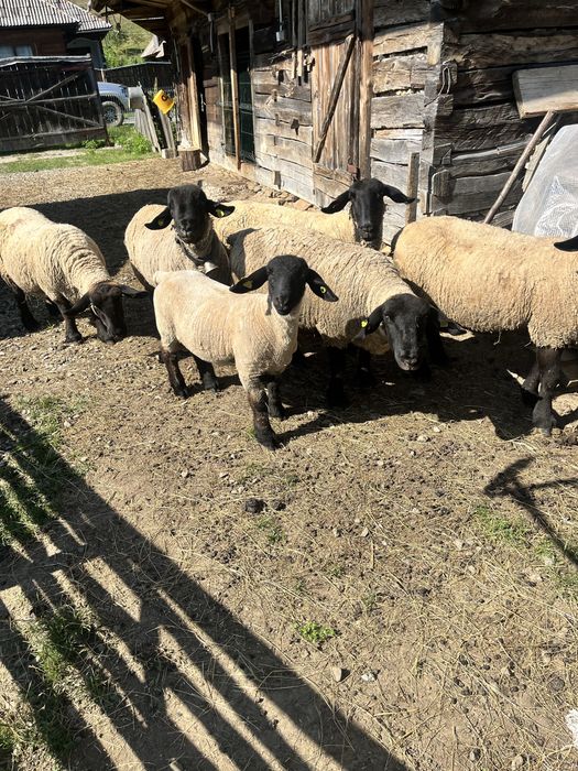Vand oi Suffolk cu certificat de origine - linie irlanda