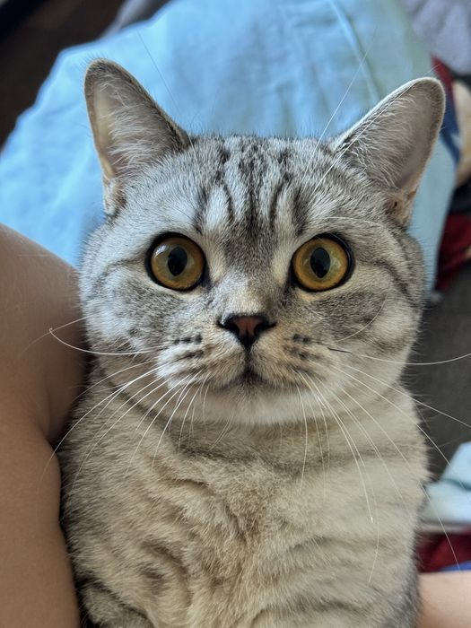 Отдадим в хорошие руки