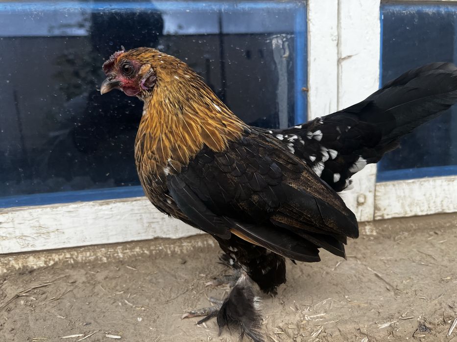 Yaponka para bitta samka bitta sames pul zarur