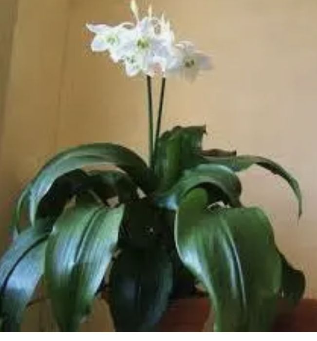 Продам комнатные цветы