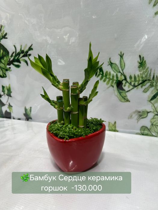 Литопсы по 70.000с, Алоказия Бамбино,Пахира и другие растения