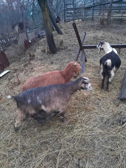 Capre tinere gstante