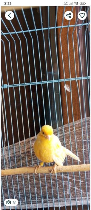 Продаю канарейка