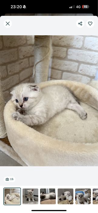 шотландская вислоухая