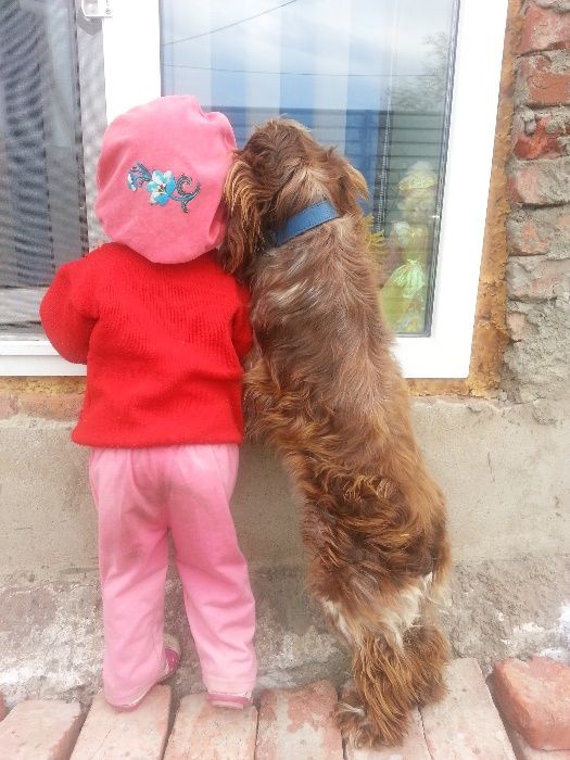 Спаниельки малыши!