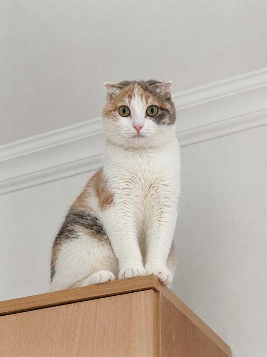 Красивая кошечка ищет дом