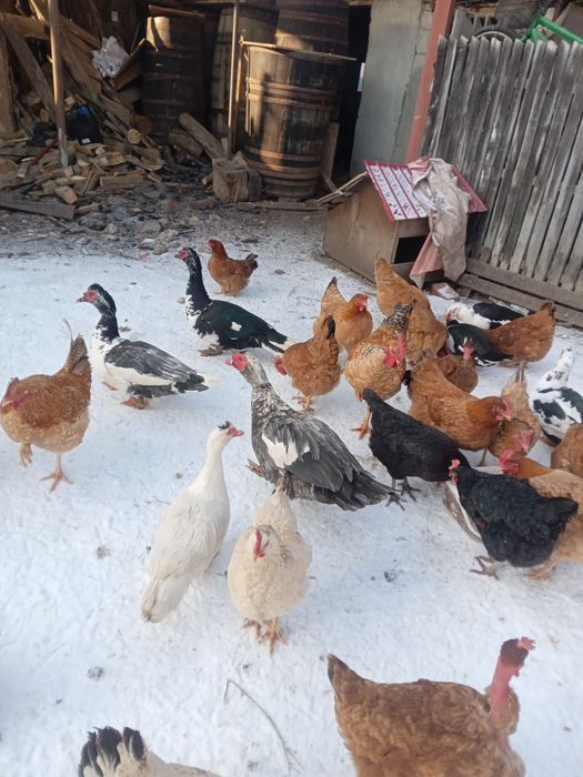 Vand rate mute sau lesesti