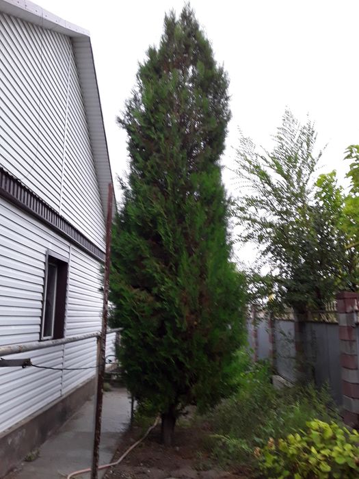 Продам туйя продам