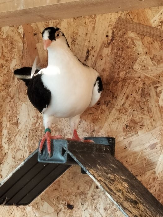 Galateni de zbor și de joc