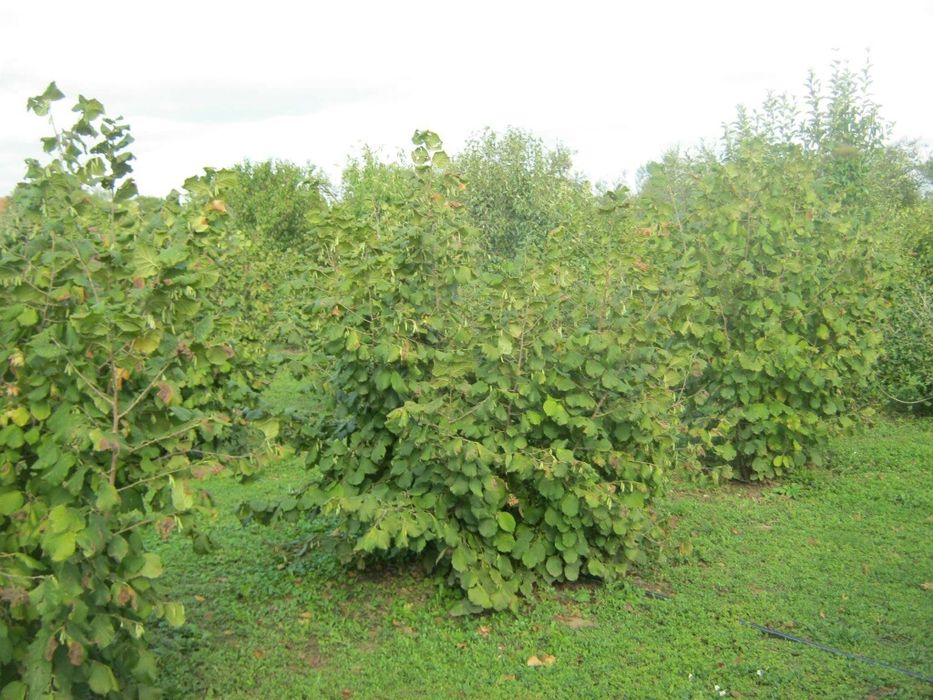 Puieti de Alun micorizati cu trufe