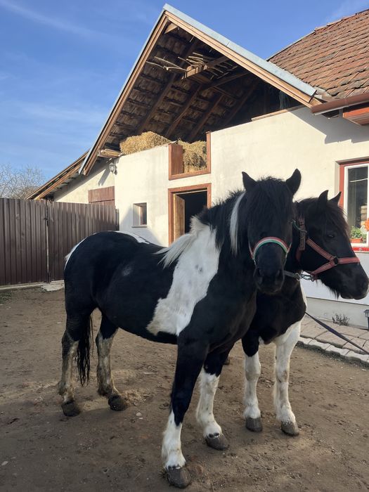 Vand doua iepe petriti