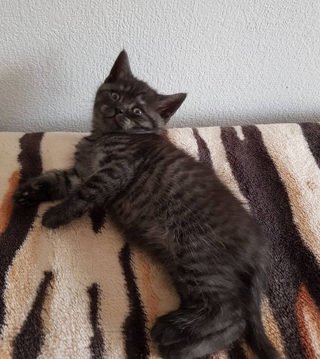 Котята мальчики и девочки, 1.5 мес