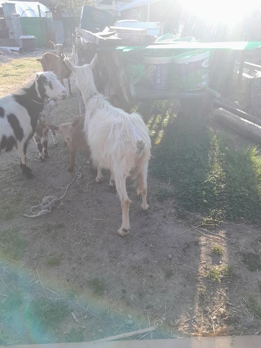 Vând 3 capre si doua iedute
