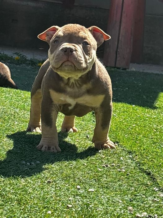 American bully pocket