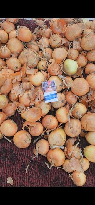 Репчатый лук Павлодар