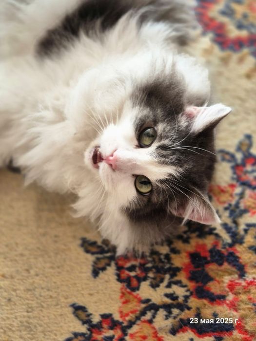 Отдам в хорошие руки.