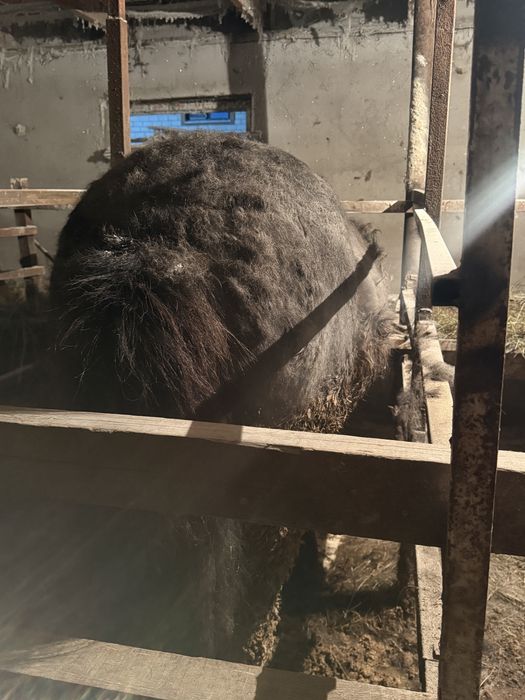 Жылқы лощадь бие байтал айғыр ат тай