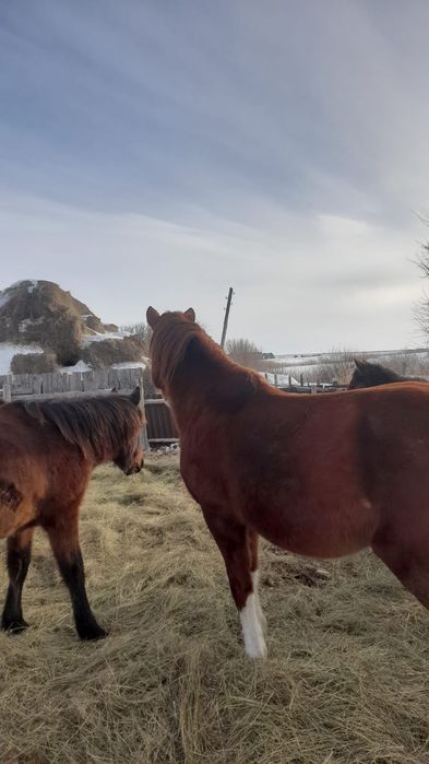 Табунный жеребец