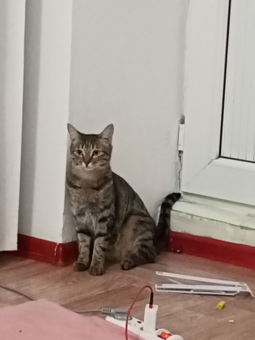 Кошка стрилизовнный тышқан аулайды