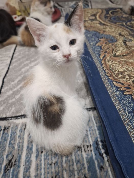 Отдам кошки хорошему руку бесплатьно