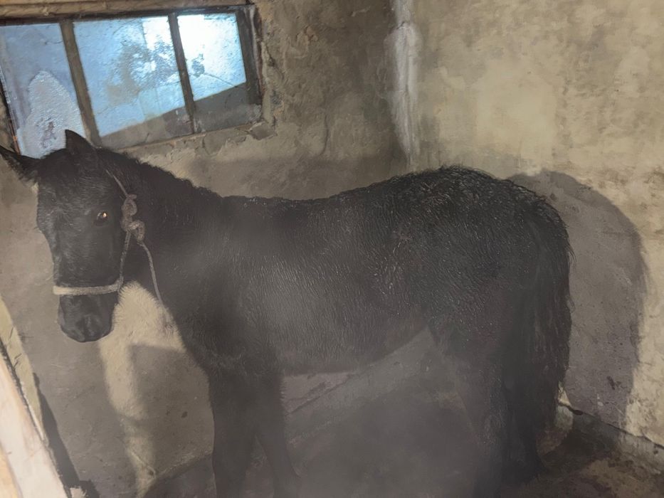 Ұрғашы Тай сатылады