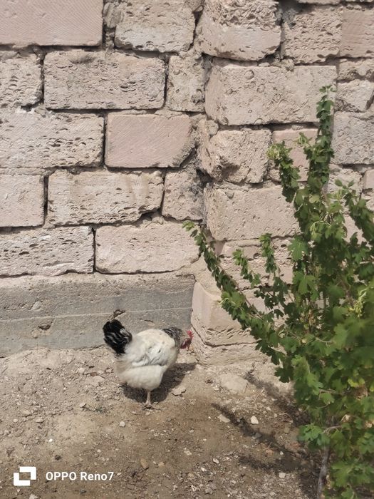 Адлер тауык птицы