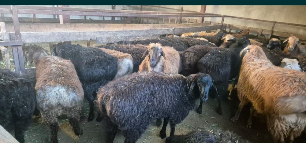 Кой сатамын семіз қазақи токты