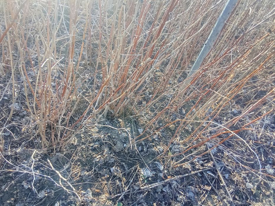 Butași Zmeura polk de vnzare