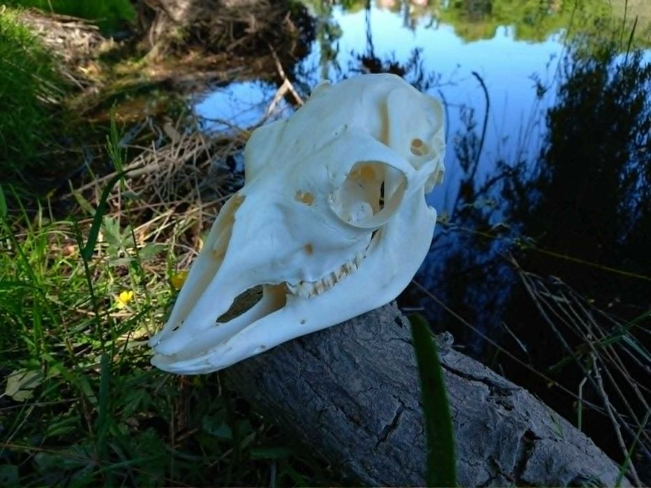 trofeu,trofee,naturalizat,taxidermie,craniu  de alpaka Germania