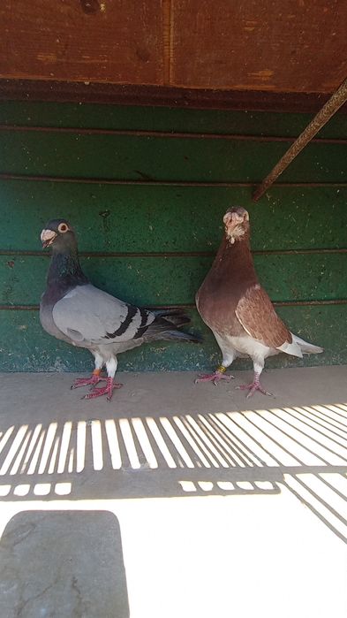 Porumbei  voiajori