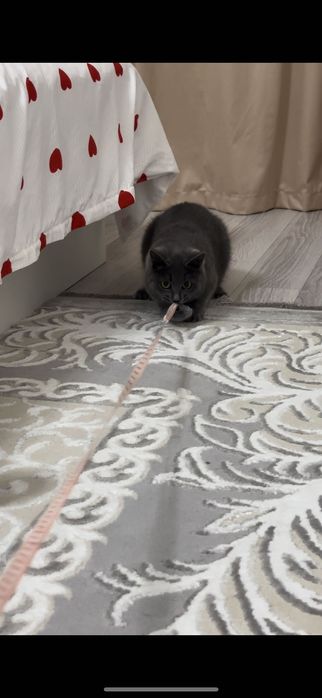 Кошка породистая