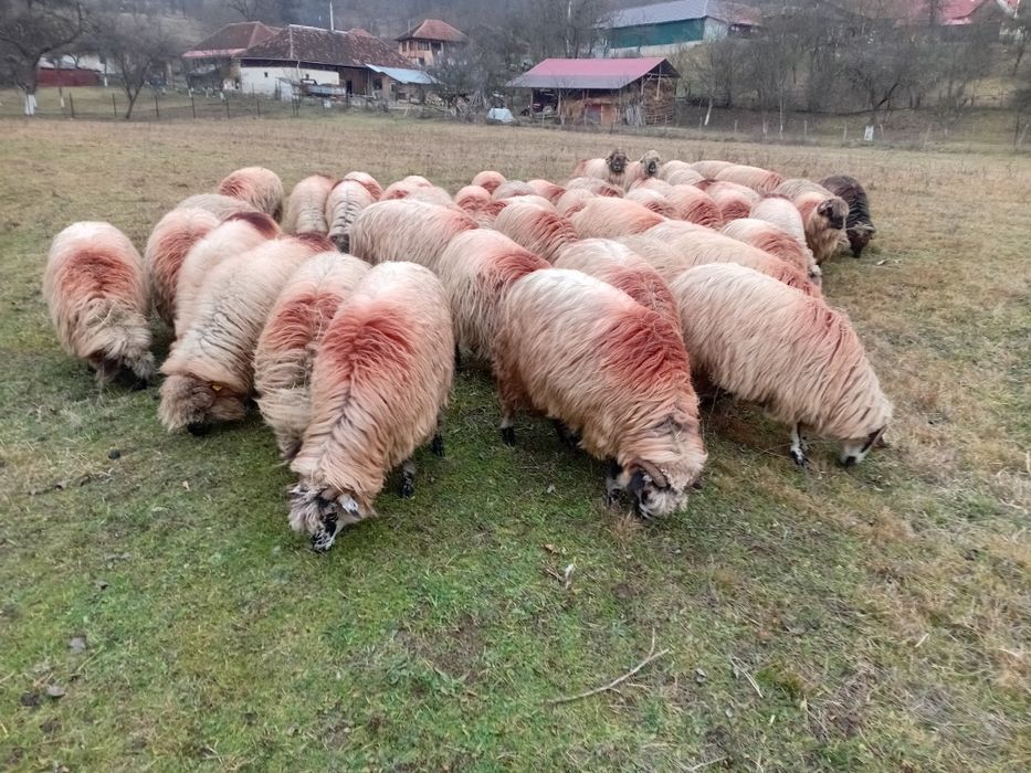 Vand 40 de oii tinere