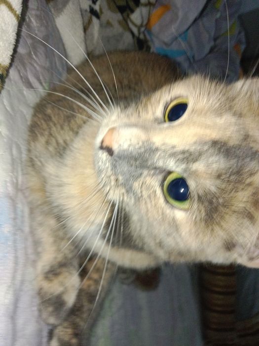 Одам кошку бесплатно