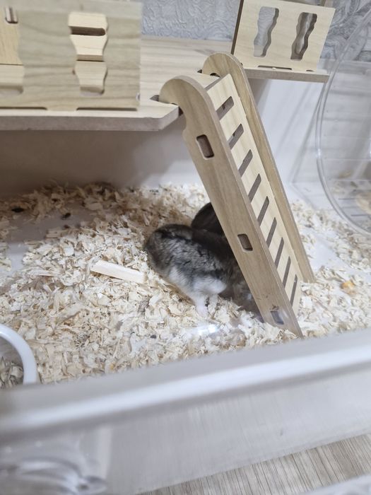 Продам хомяка девочку