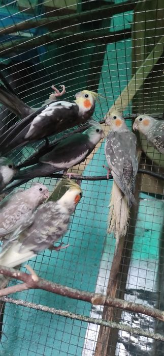 Papagali     Nimfe    si     Rosela.