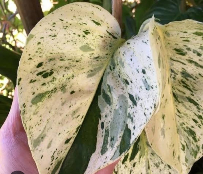 Эпипремнум Сноу Квин.