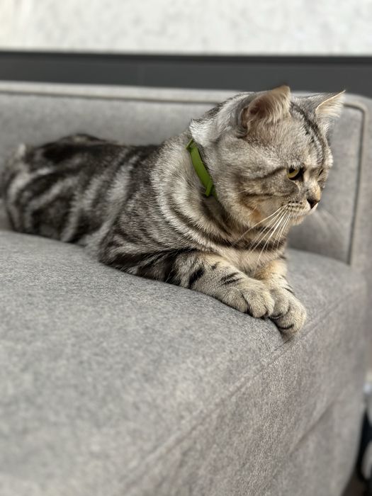 Британская порода