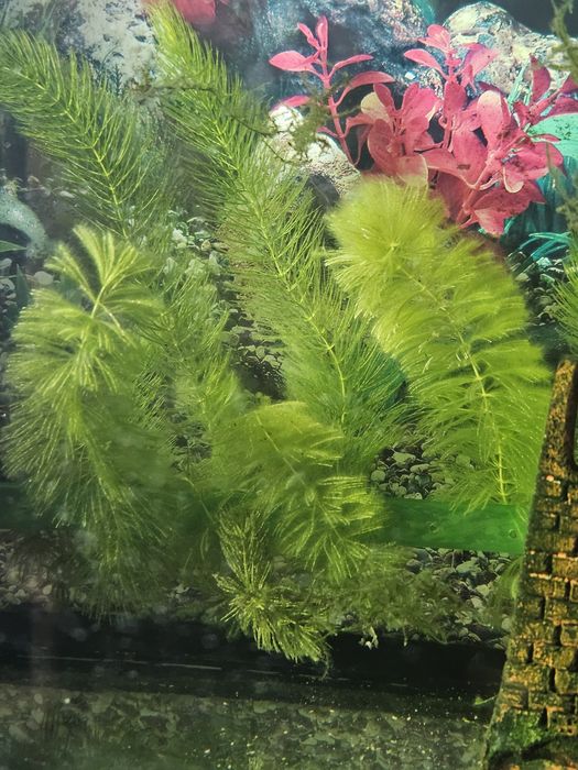 Продам растения для аквариума