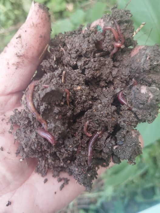 Калифорнииские черви