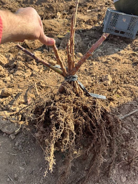 саженцы малины из польши сорт делнива. малина кучатлари делнива нави