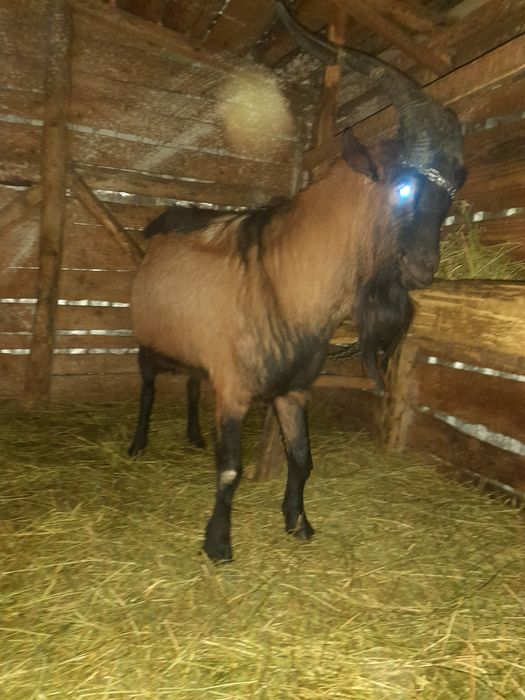 TAP ALPIN FRANCEZ 3 ani este cu corne