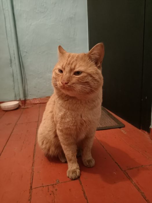 Домашние животные