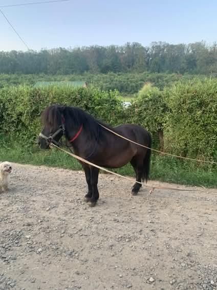 Vând ponei de 5ani preț 800e