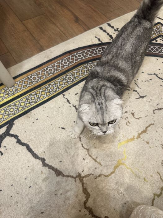 Отдам кошку в хорошие руки