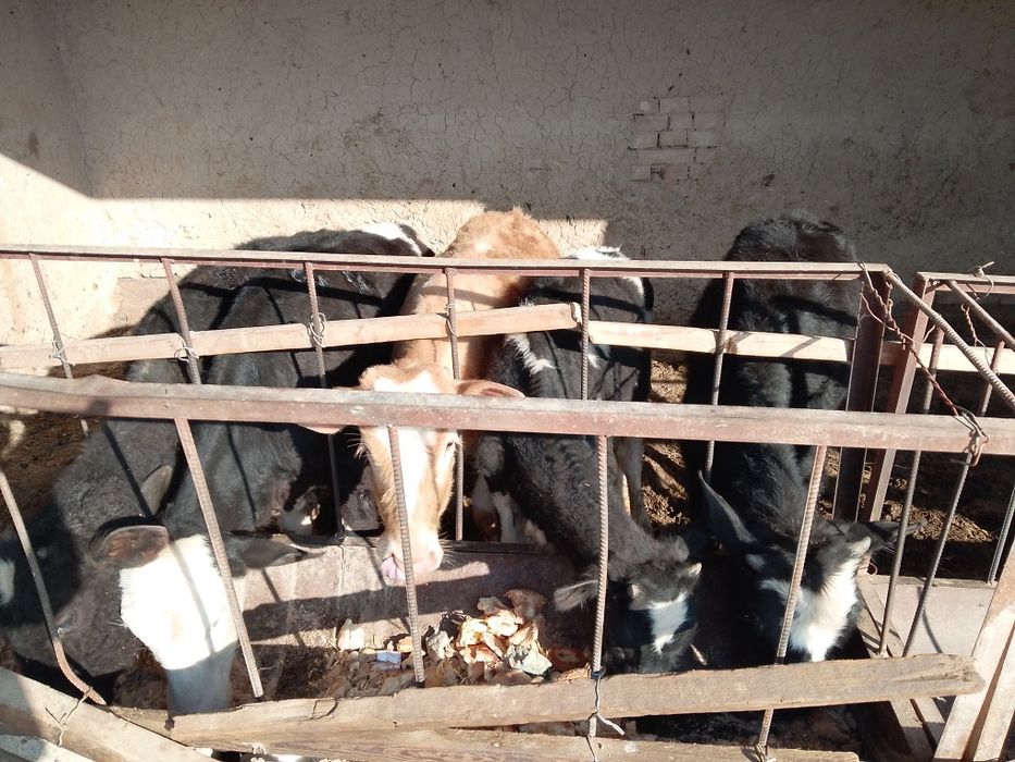 Бузаулар сатылады