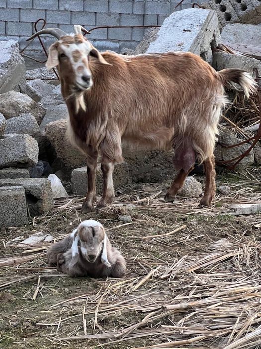 Ешкы сатлады срочно